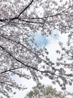 1604sakura.jpg