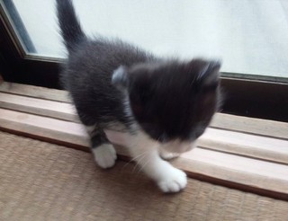1610子猫.jpg