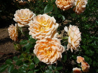 2305o08.JPG
