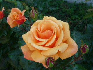 2305o21.JPG